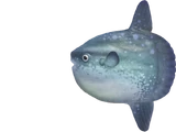 Ocean sunfish