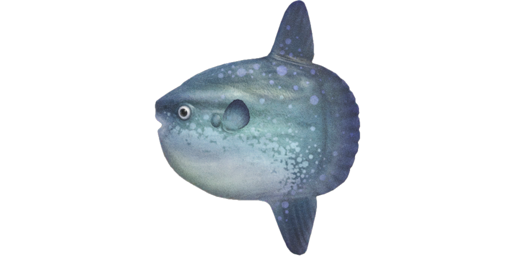 Ocean sunfish, Animal Crossing Wiki