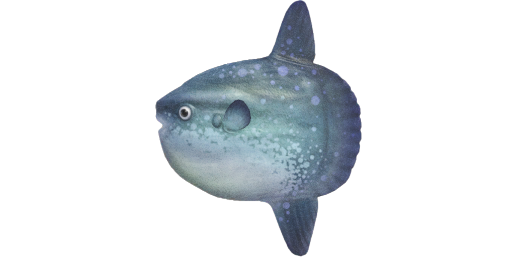 Goofy Looking Ocean Sunfish Are Actually Active Swimmers and