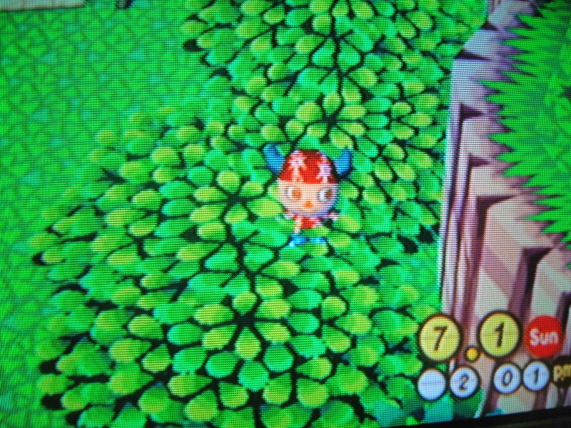 animal crossing new leaf hibiscus animal crossing new leaf hibiscus