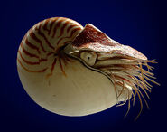 A nautilus in real life.