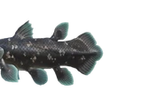 Cœlacanthe