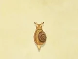 Snail