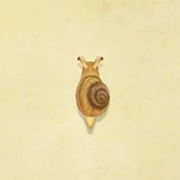 Snail Animal Crossing Wiki Fandom Snail Animal Crossing Wiki Fandom
