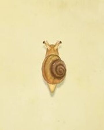 Snail Animal Crossing Wiki Fandom