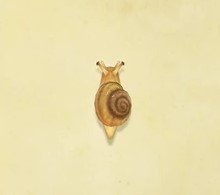 Snail | Animal Crossing Wiki | Fandom