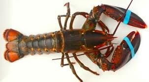 Lobster (deep-sea creature) | Animal Crossing Wiki | Fandom