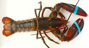 Lobster (deep-sea creature) | Animal Crossing Wiki | Fandom Lobster (deep-sea creature) | Animal Crossing Wiki | Fandom