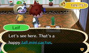 Tall mini cacus leif gardening store