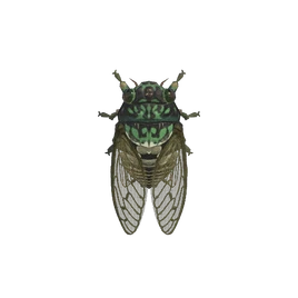 NH-Insecte-Cigale hyalessa