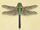 Darner dragonfly