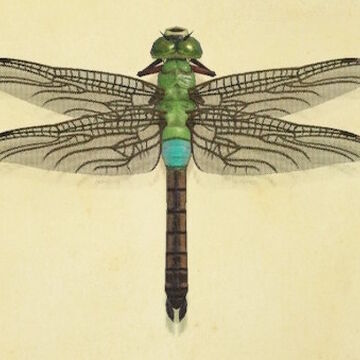 Darner Dragonfly Animal Crossing Wiki Fandom