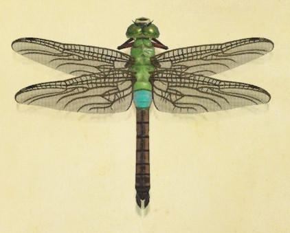 Darner dragonfly | Animal Crossing Wiki | Fandom