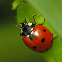 Ladybird