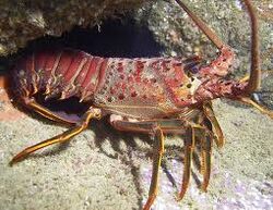Spiny lobster | Animal Crossing Wiki | Fandom Spiny lobster | Animal Crossing Wiki | Fandom