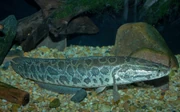 Snakehead - Channa argus