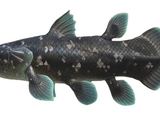 Coelacanth