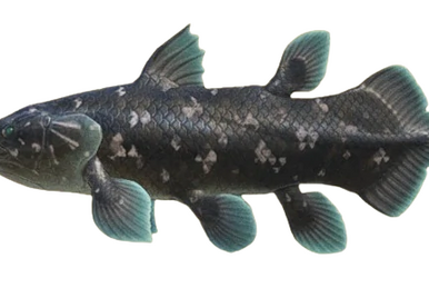 Fish (New Horizons), Animal Crossing Wiki