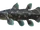 Coelacanth