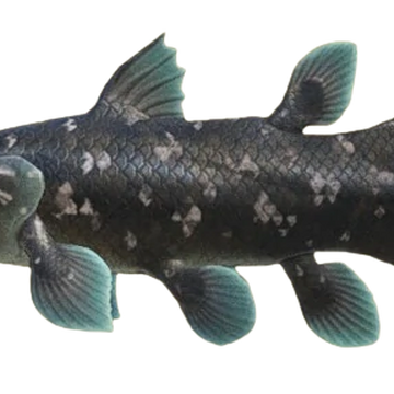 Coelacanth Animal Crossing Wiki Fandom