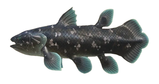 64-Inch Arapaima Fish Mount