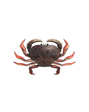 Crabe De Dungeness Animal Crossing Wiki Fandom