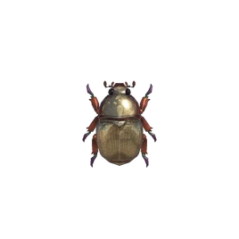 NH-Insecte-Scarabée