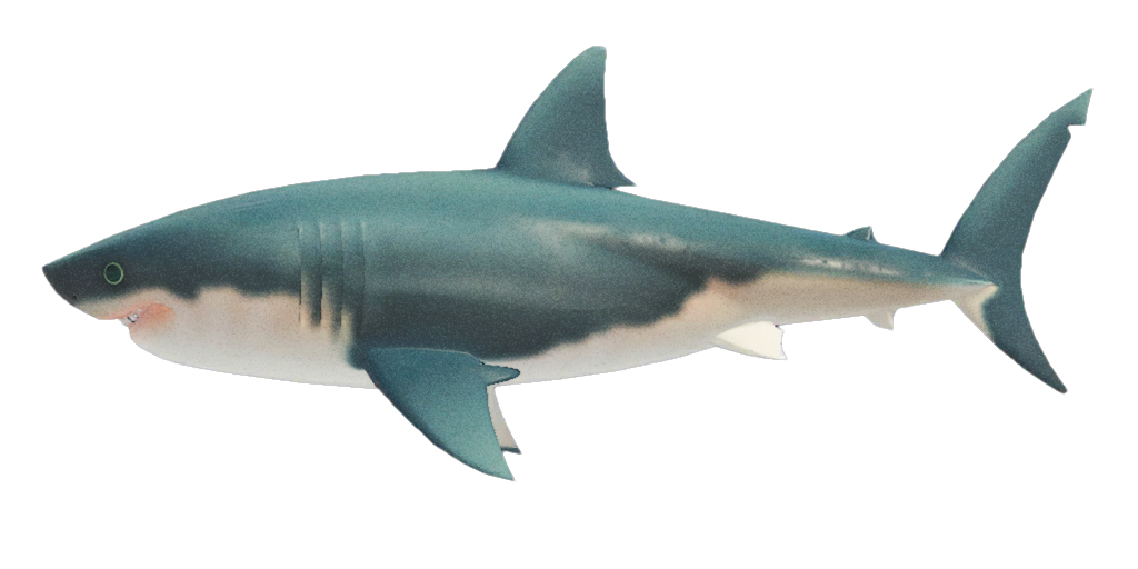 Grand Requin Blanc Animal Crossing Wiki Fandom