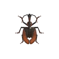Violin Beetle Gallery Animal Crossing Wiki Fandom
