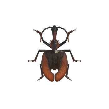NH-violin beetle