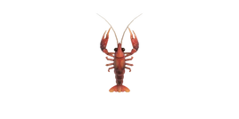 Crawfish nh