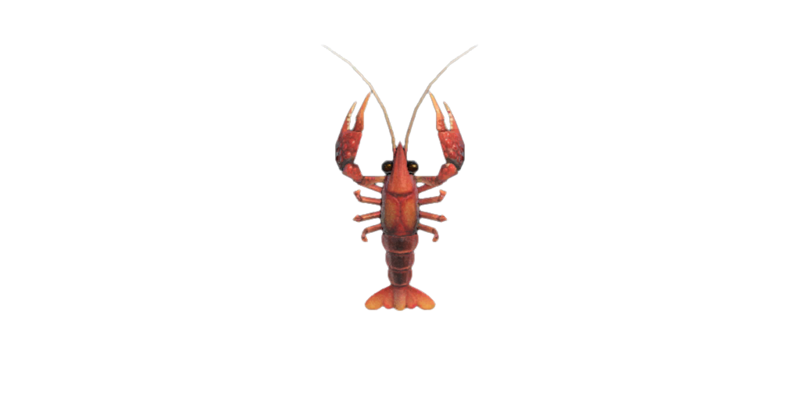 Crawfish Animal Crossing Wiki Fandom