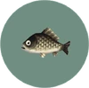 Crucian Carp (City Folk)