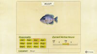 Bluegill - Animal Crossing Wiki - Nookipedia