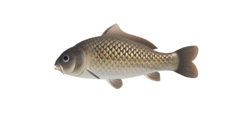 Carp, Description, Size, & Facts