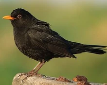 Un merle noir dans la vraie vie