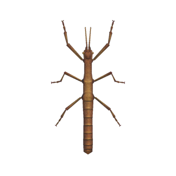 Animal stick on sale