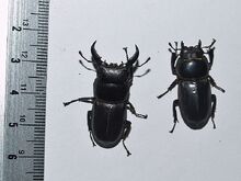 Dorcus titanus 02 flat stag