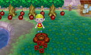 Rafflesia in New Leaf.