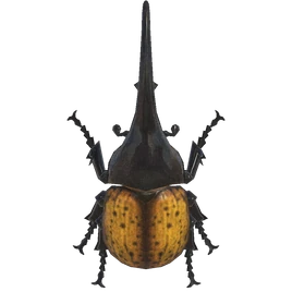 NH-Insecte-Scarabée Hercule