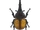 Scarabée Hercule