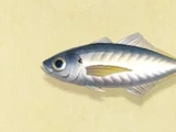 Horse mackerel