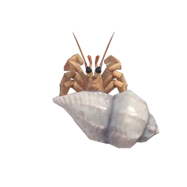 NH-Insecte-Bernard-l'ermite