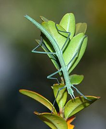 Common walkingstick - Wikipedia