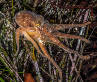 Pacificredoctopus