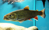 Real brook trout