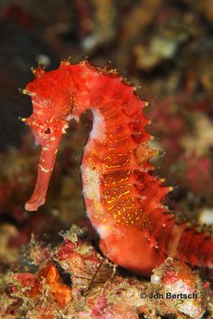 Seahorse | Animal Crossing Wiki | Fandom Seahorse | Animal Crossing Wiki | Fandom
