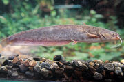 Amur Catfish