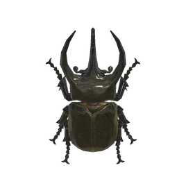 NH-Insecte-Scarabée Atlas