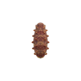 Sea cucumber nh